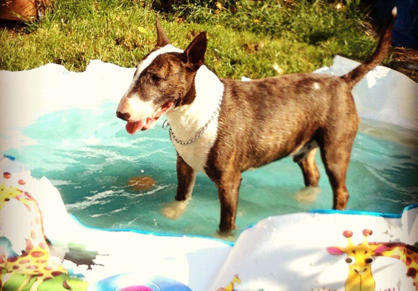 English bull terrier Dave was attacked with a samurai sword