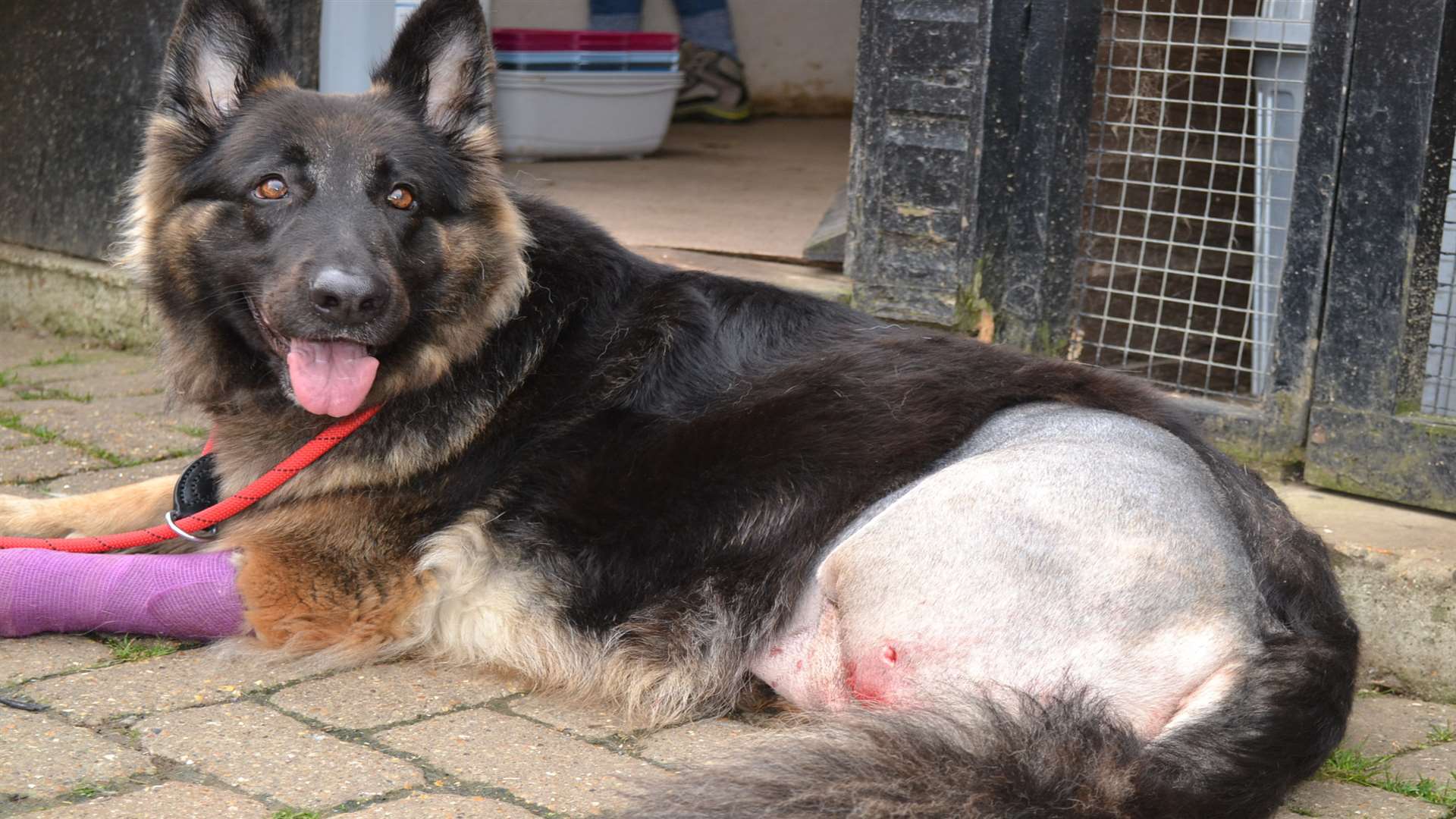 Missy at Happy Endings Rescue Centre