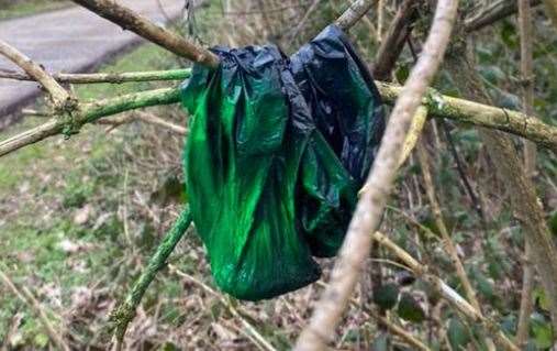 Disgusting - dog poo bags hung from trees