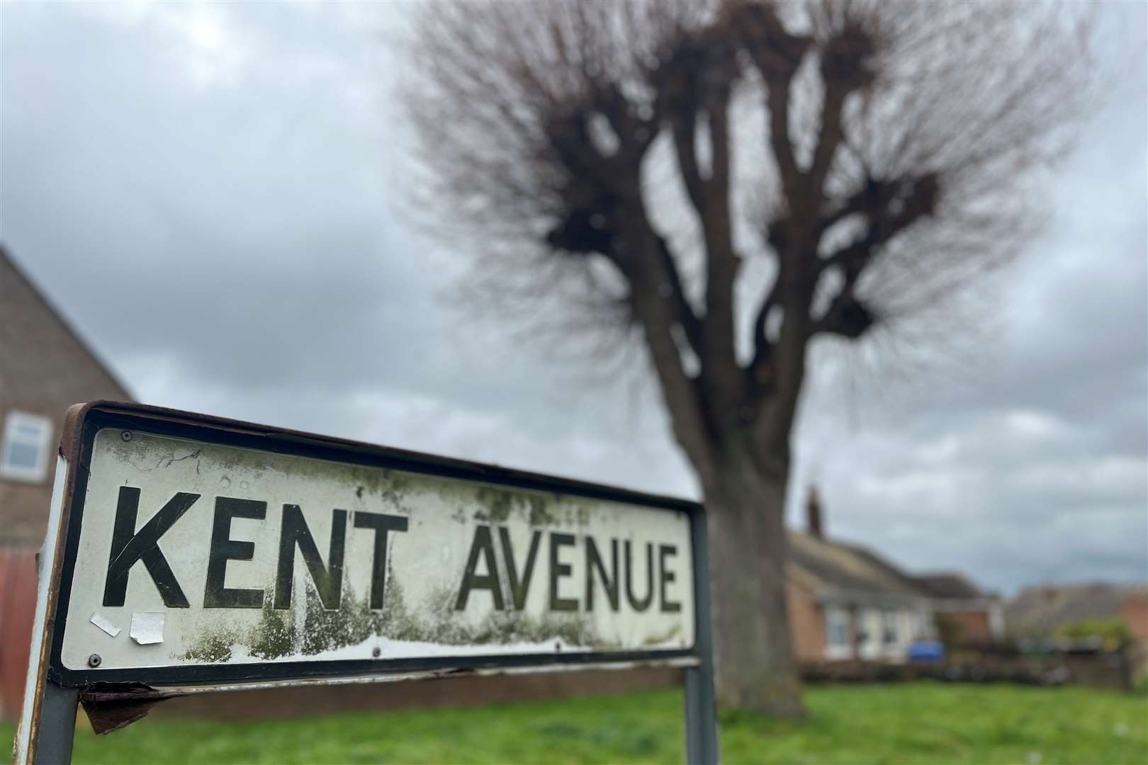 The willow tree in Kent Avenue, Minster. Picture: Megan Carr