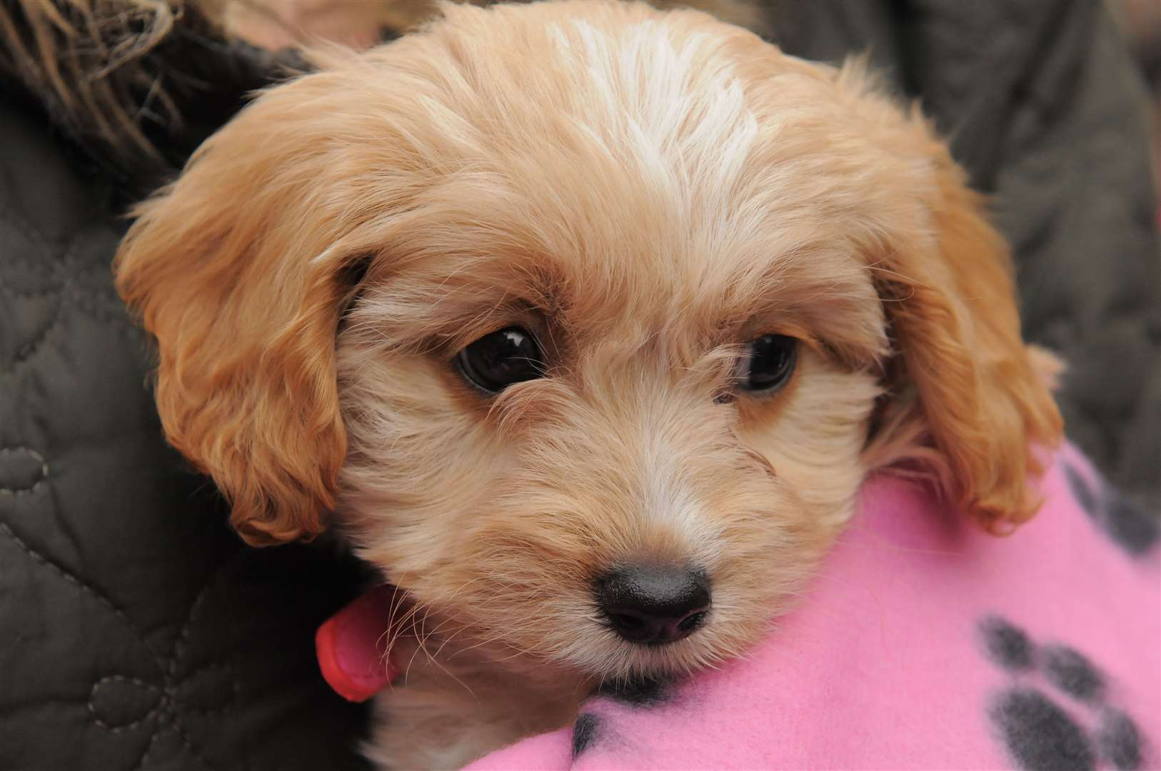 Pets4homes cavachon 2024