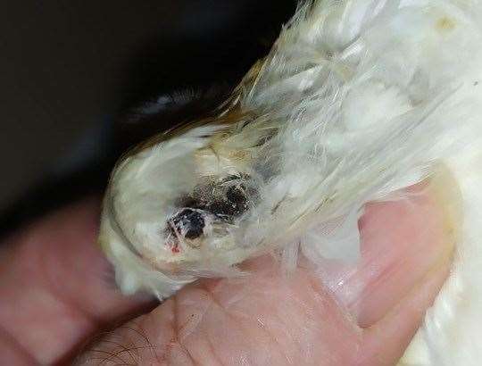 This barn owl has lost part of its wing after being shot at Leysdown. Picture: Ray Allibone (15235899)