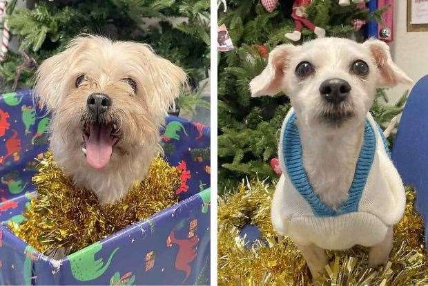 Sandy, left, and Ruby, right, are looking for their forever home together. Picture: Last Chance Animal Rescue