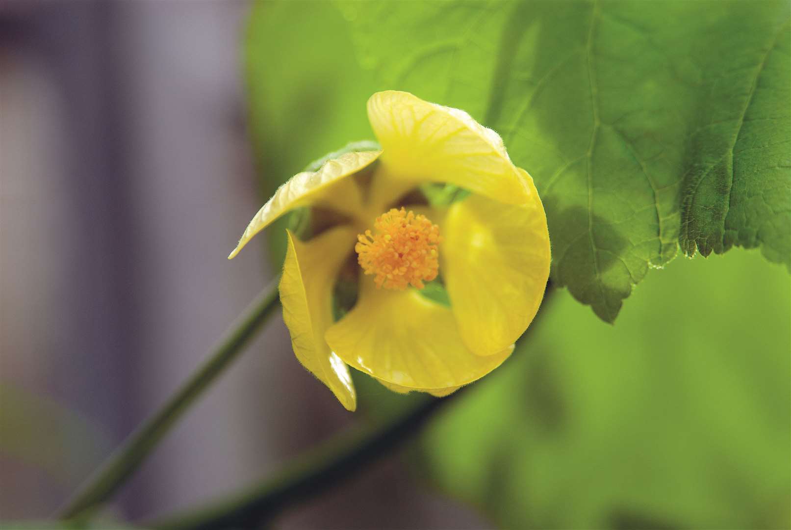 The only known wild species of Abutilon pitcairnense was wiped off Pitcairn Island after a landslide (Marcella Corcoran/RBG Kew/PA)