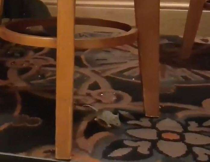 A mouse was spotted running across the carpet in The Thomas Waghorn Pub, in Railway Street, Chatham (7852846)