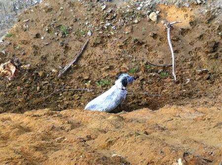 Dexter the dog is rescued after falling in a quarry near Barming