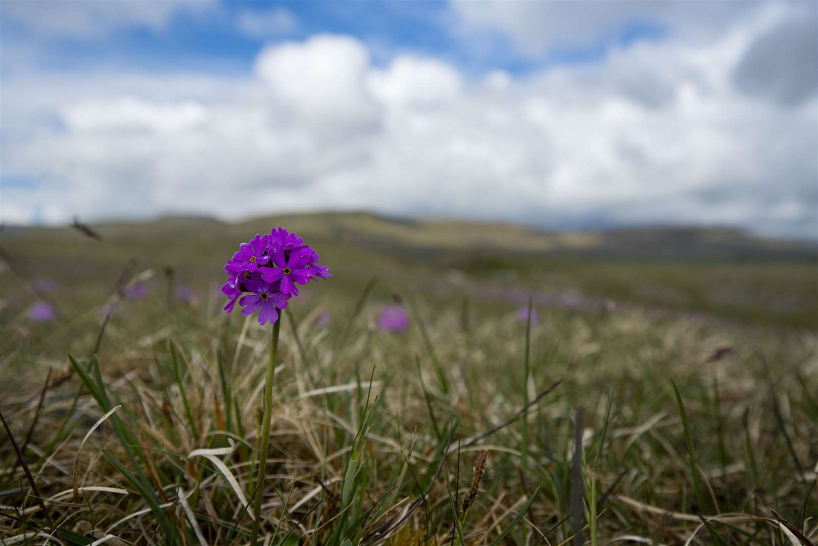 Bird’s-eye Primrose on the Wild Ingleborough site (Joseph Gray/WWF-UK/PA)