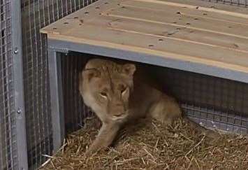 Yuna arrived at The Big Cat Sanctuary in Smarden in August. Picture: The Big Cat Sanctuary