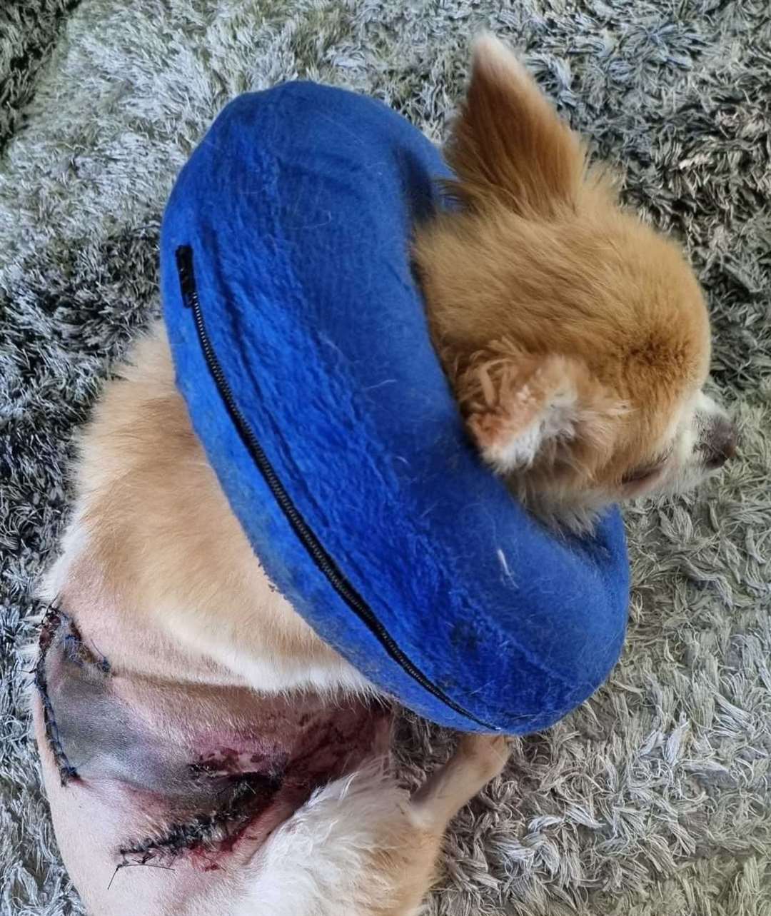 Chihuahua Buzz has been left with serious wounds after being attacked