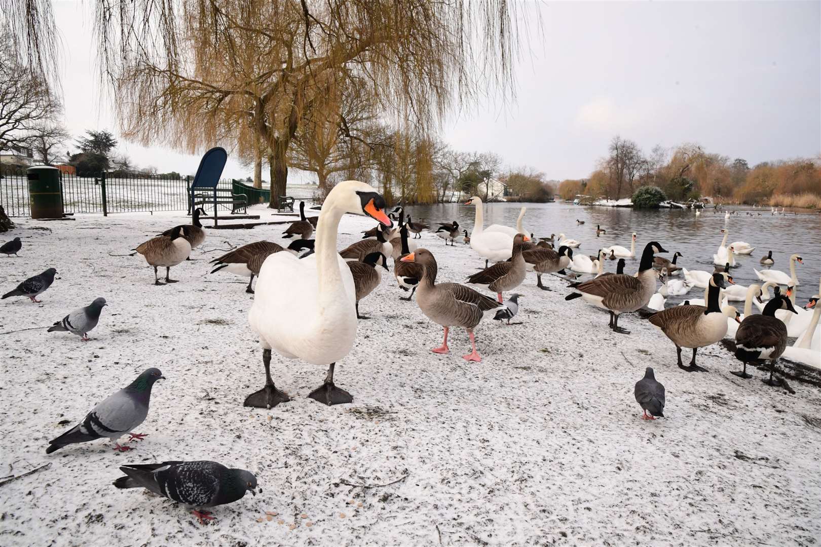 Swans and pigeons stand on the snow-covered ground in Harrow Lodge Park, Hornchurch, Essex (Ian West/PA)