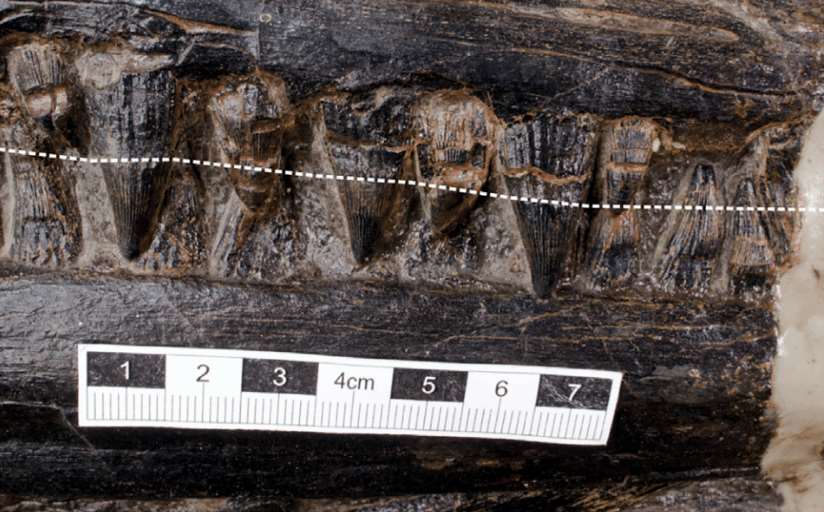 The ichthyosaur’s teeth, with the broken white line indicating the approximate gum line of the upper jaw (Jiang et al/iScience)