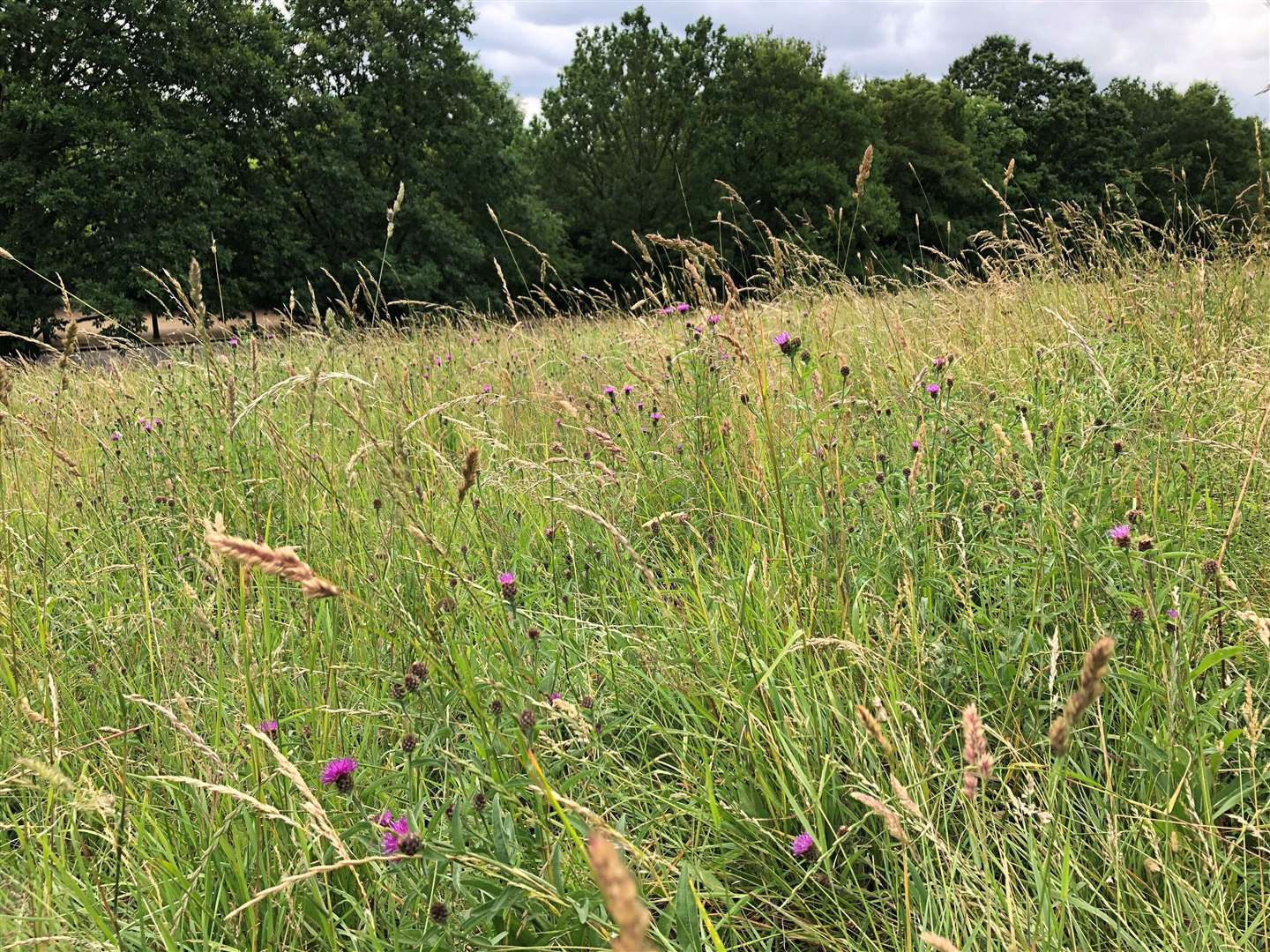 Wild areas in urban parks can create habitat for insects such as grasshoppers and butterflies (Emily Beament/PA)