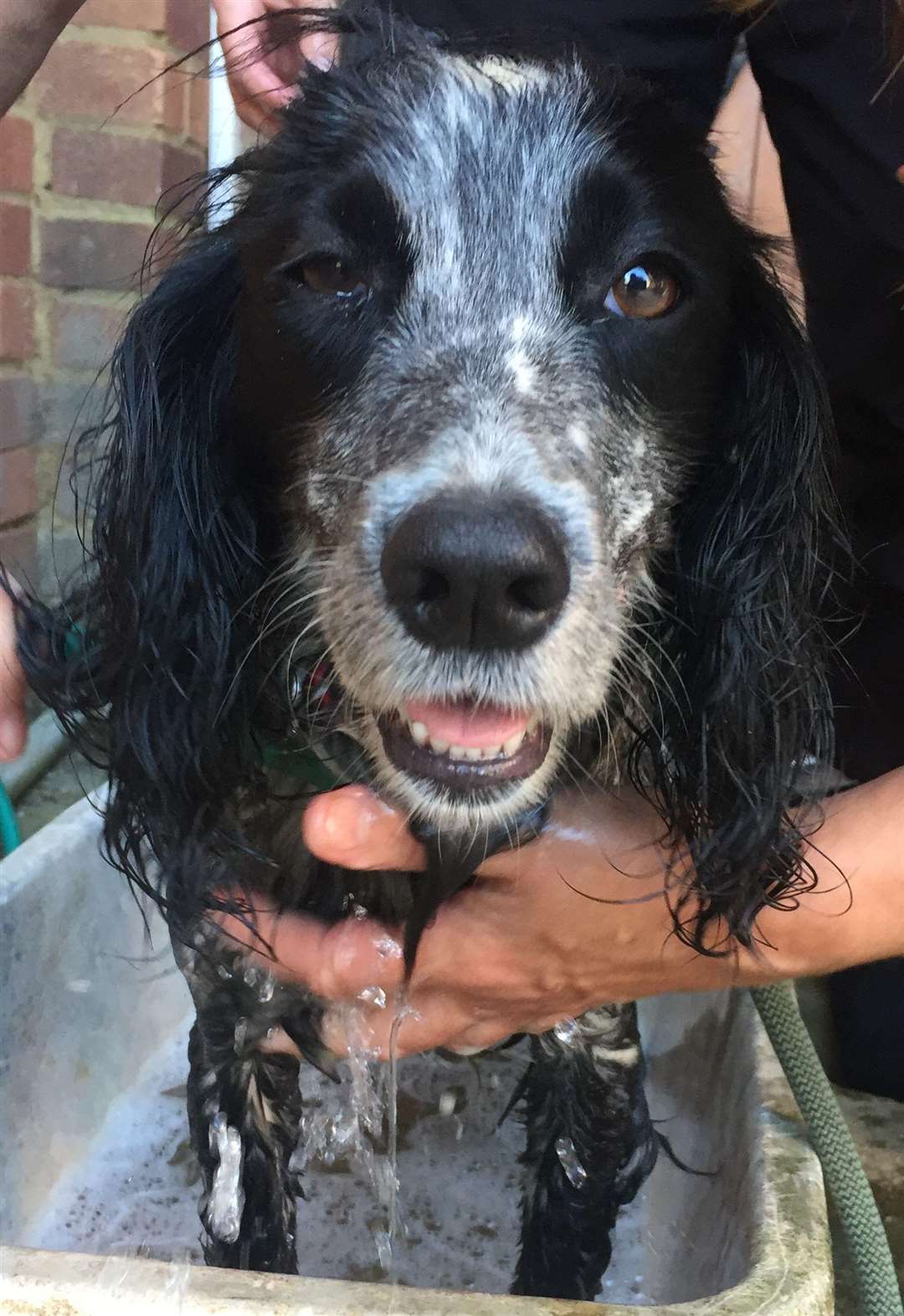 Black and white Spaniel Molly was with Chris Fisher when he was reported missing. (3549510)