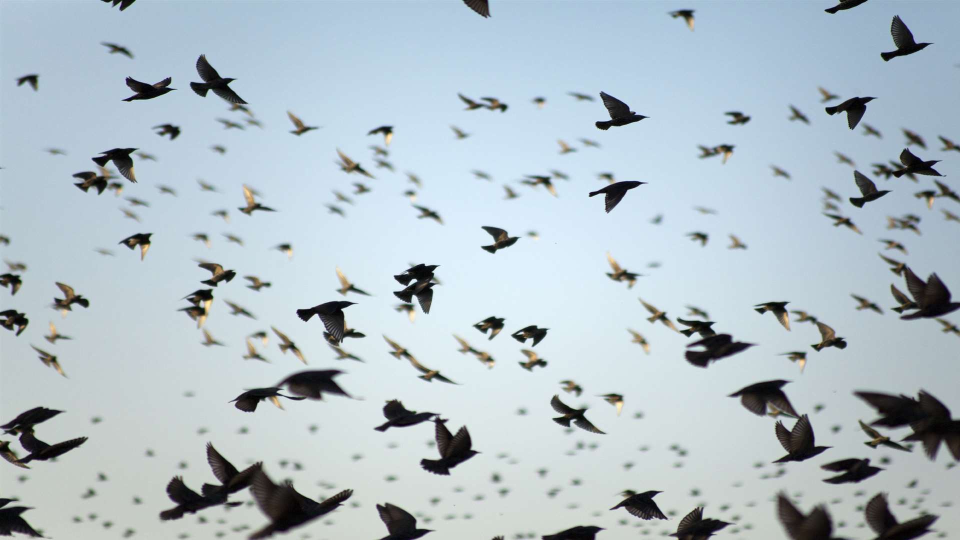 Migration Day takes place at Samphire Hoe this weekend