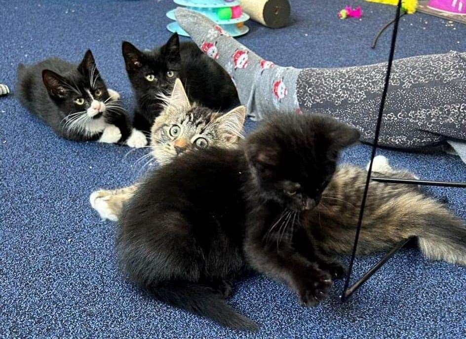 Cosy Cat Cafe in Herne Bay has 13 rescue animals of various ages. Picture: Christeen Norfolk