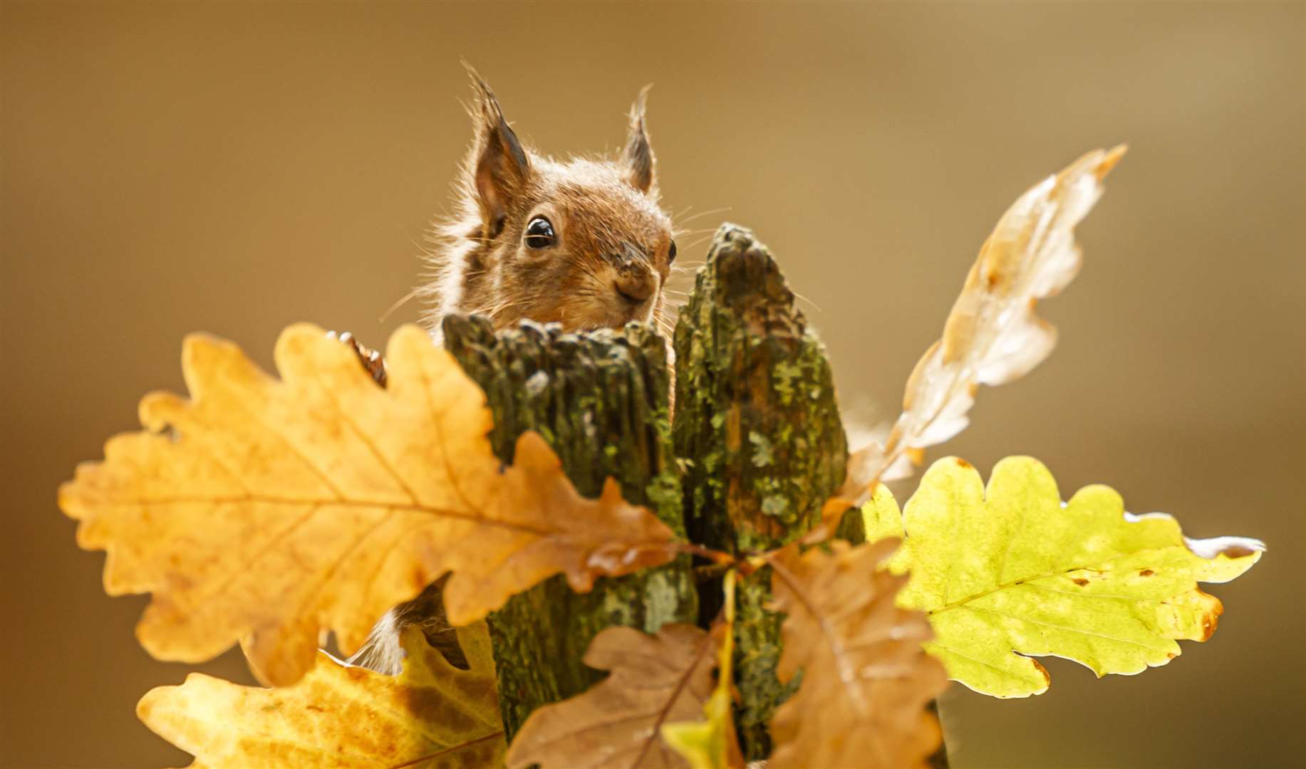 A red squirrel forages for food in the Widdale Red Squirrel Reserve in North Yorkshire as mild autumnal weather is forecast for the first three days of November (Danny Lawson/PA) 