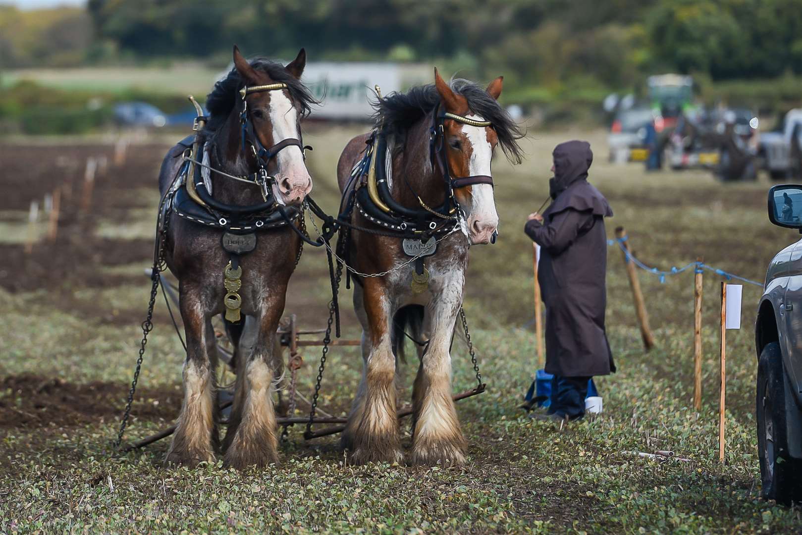 Heavy horses at the ploughing match.Picture: Alan Langley