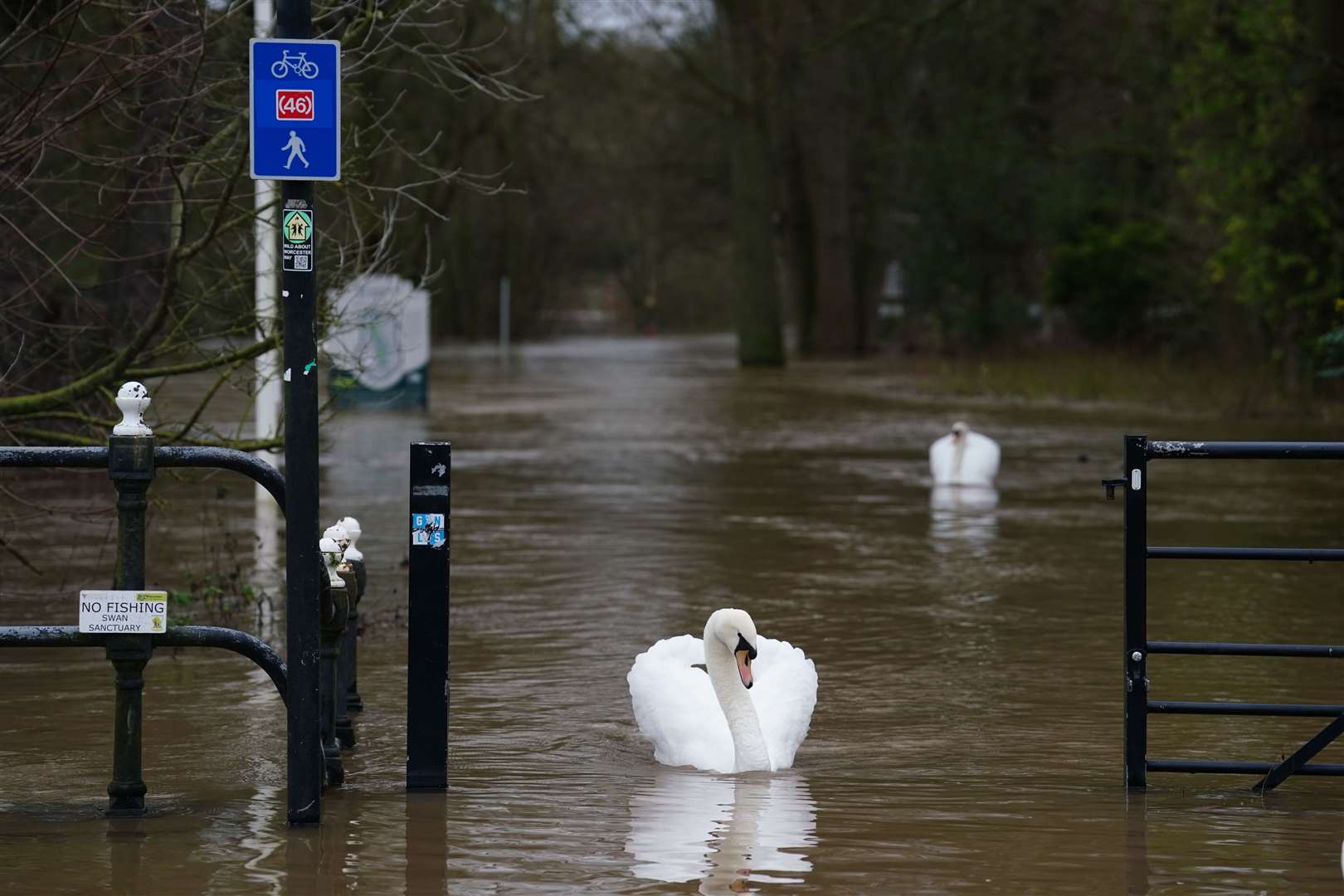 Swans swimming on flood water in Worcester following heavy rainfall (David Davies/PA)