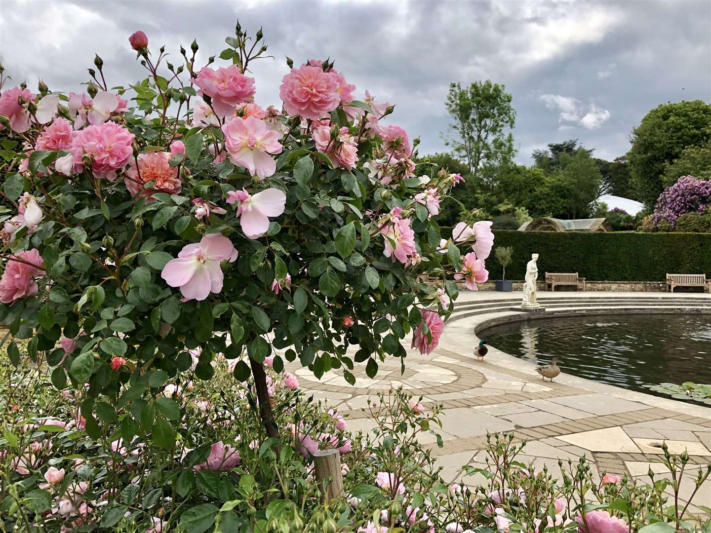 Growing roses - expert tips from Hever Castle rose garden - The  Middle-Sized Garden