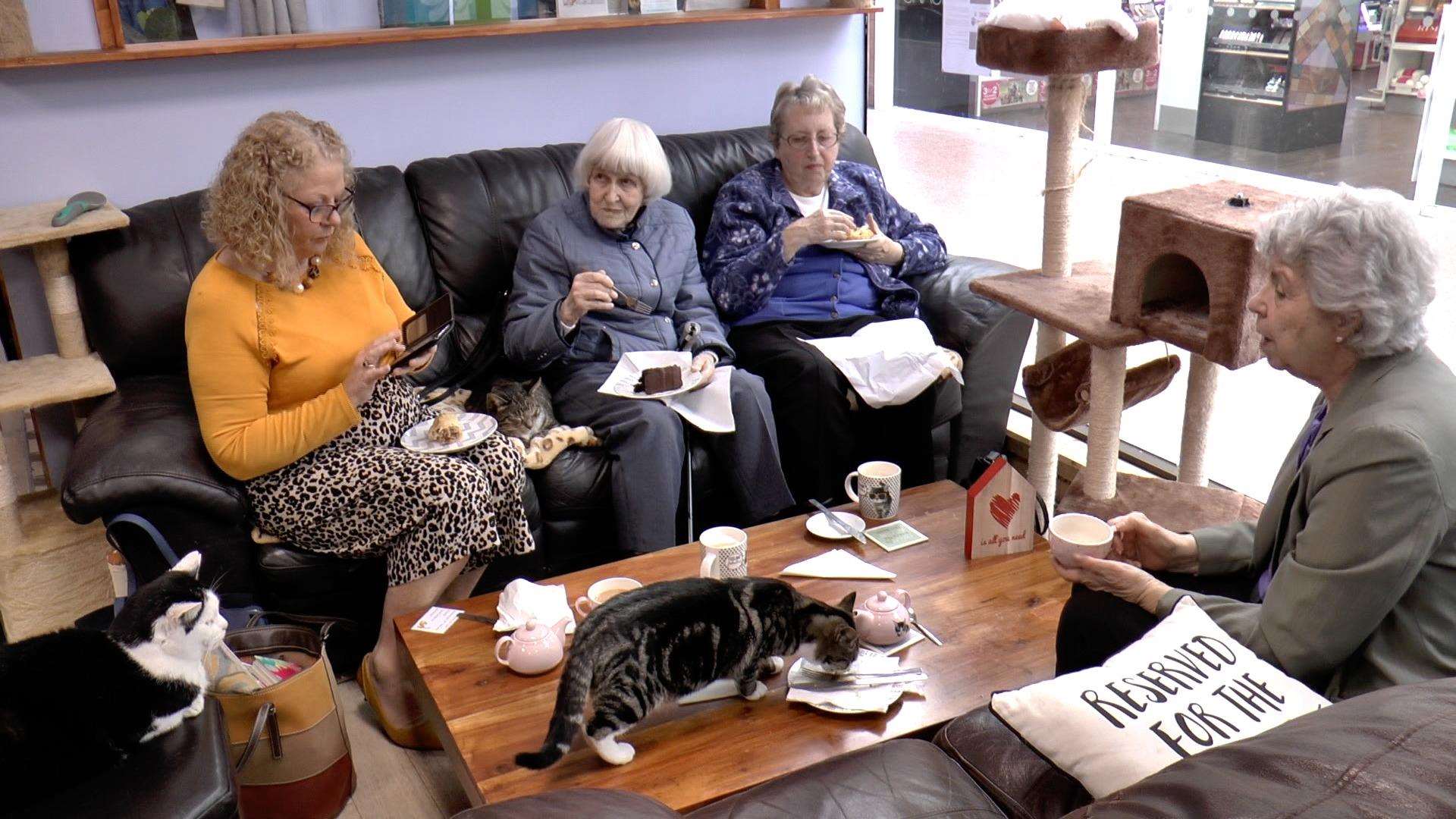 Pensioners meet feline friends at Paws Cat  Cafe  in Tonbridge 