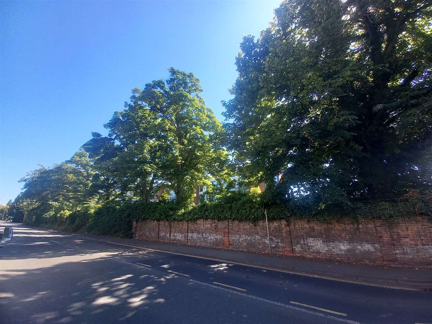 The row of trees which the cricket club wanted to uproot