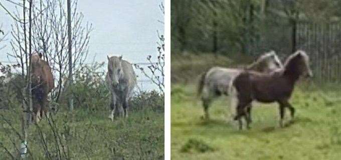 Horses on the loose in Gravesend. Picture: Kent Police