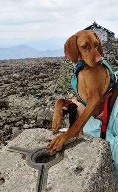 Beanz at the summit of Ben Nevis where she was briefly the highest dog in the whole of the UK