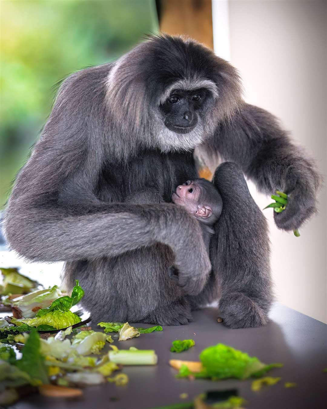 Silvery gibbons are an endangered species,sti with as few as 2,000 adults left in the wild (Stephen Corran/PicsByCorraste/PA)