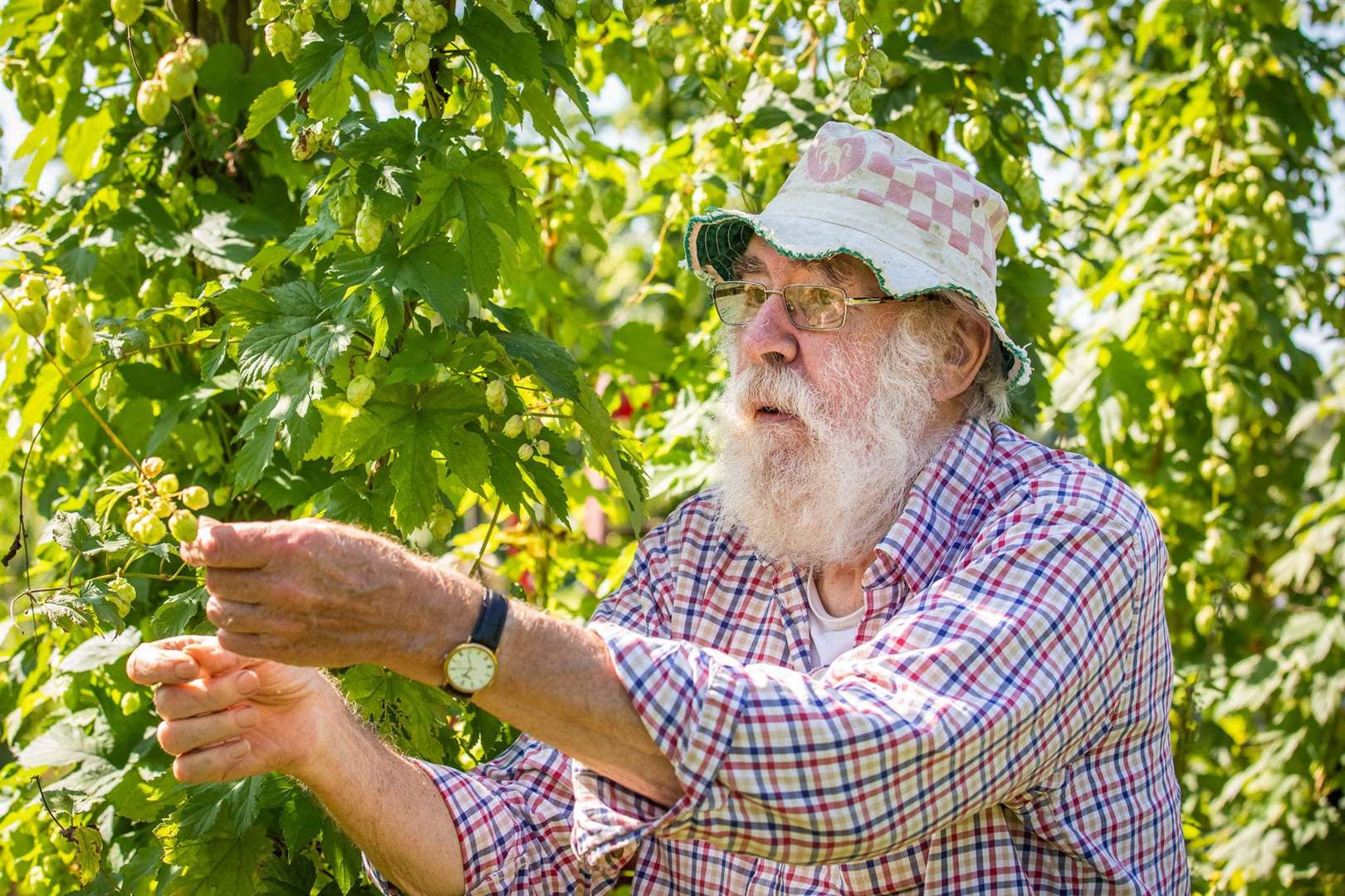 Checking the hops: Bob Dockerty founded Larkins Brewery at Chiddingstone, Edenbridge, in 1986. Picture: Larkins Brewery