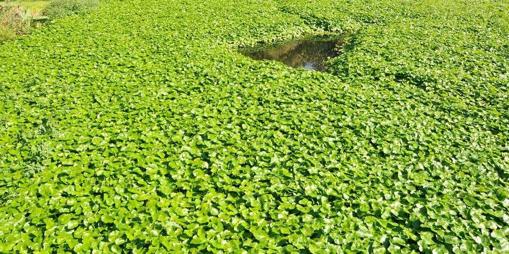 The quick-growing plant can quickly choke rivers and streams. Photo by CABI