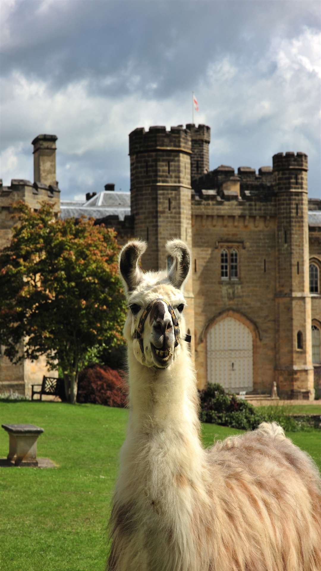 Llama trekking is on offer at Chiddingstone Castle.