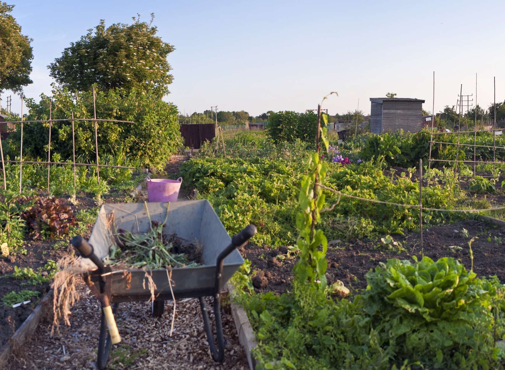 national-allotments-week-how-to-get-an-allotment