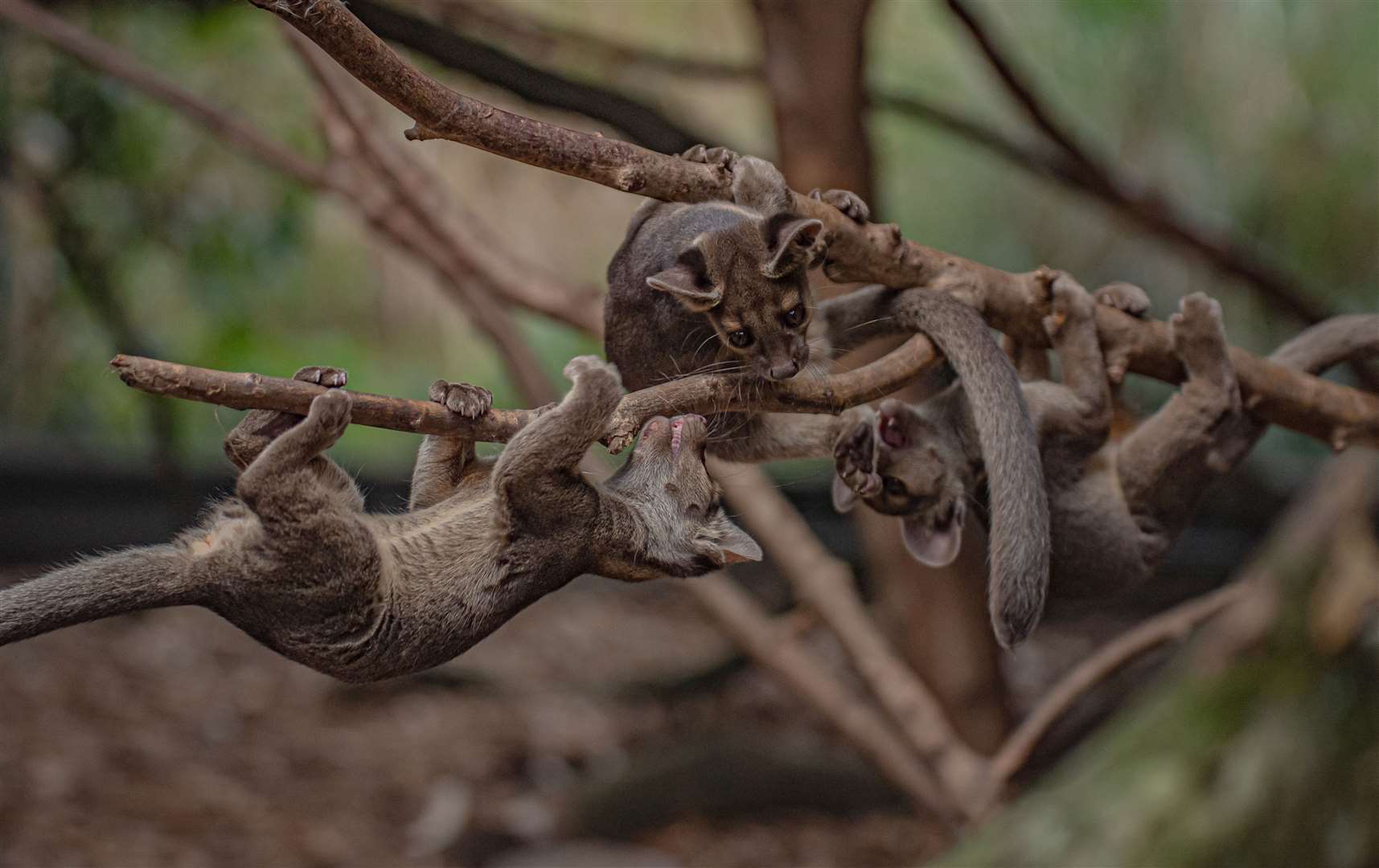 The tiny trio have been identified as one male and two females (Chester Zoo/PA)