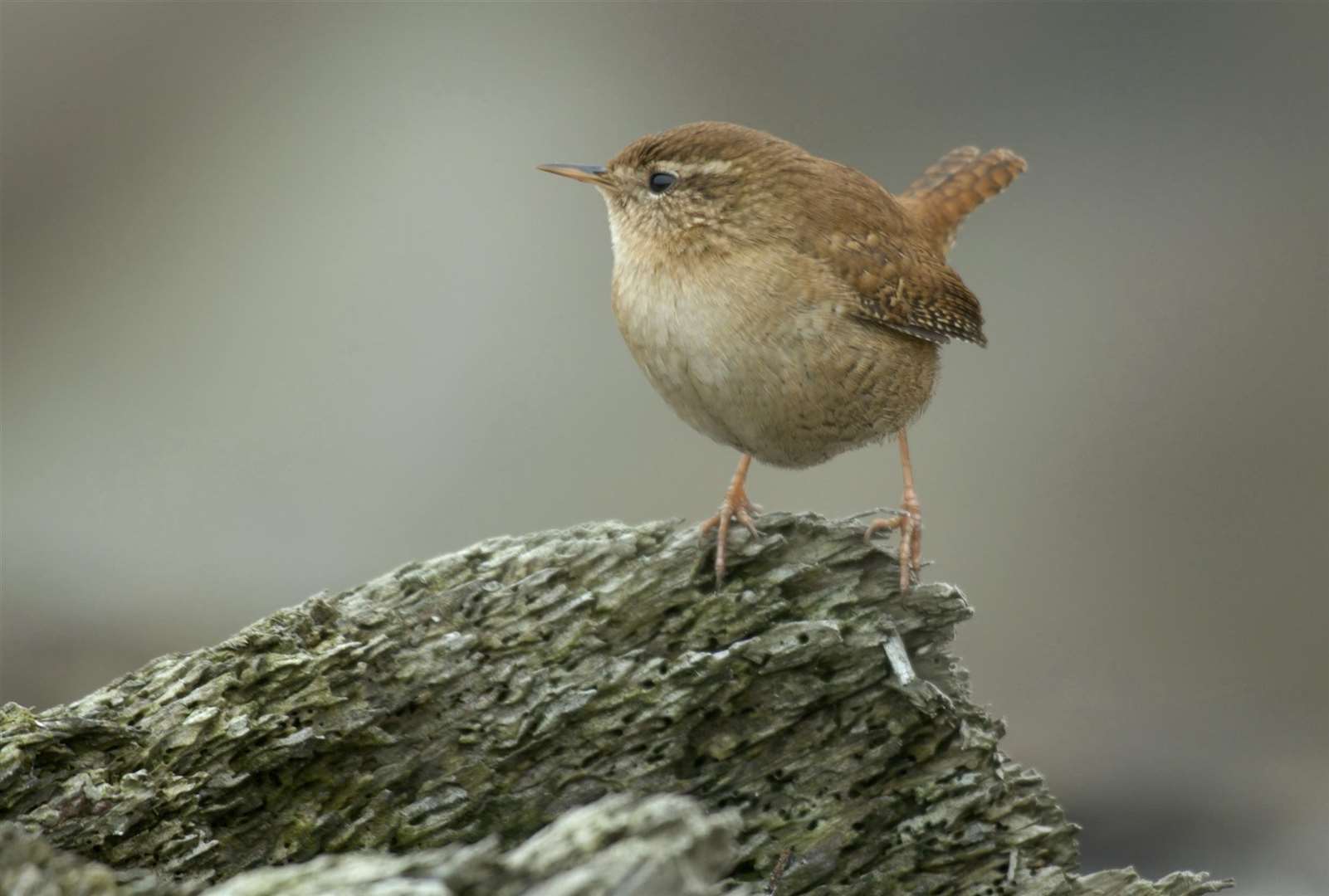 You might see a wren Picture: RSPB/John Bridges