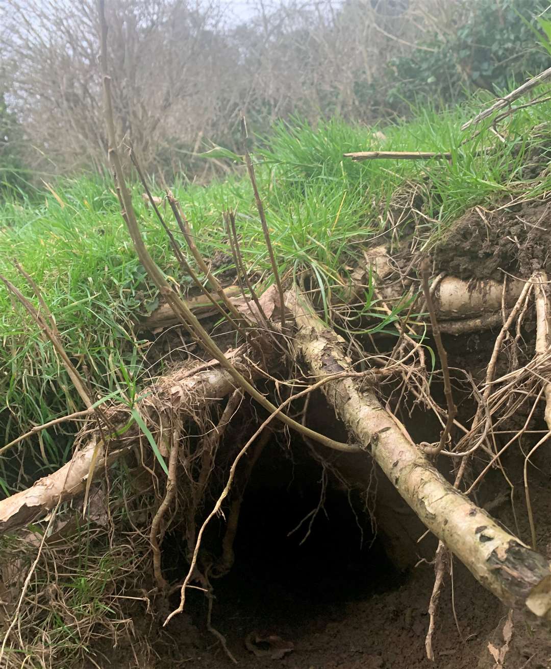 The old badger sett in the orchard - before it was destroyed