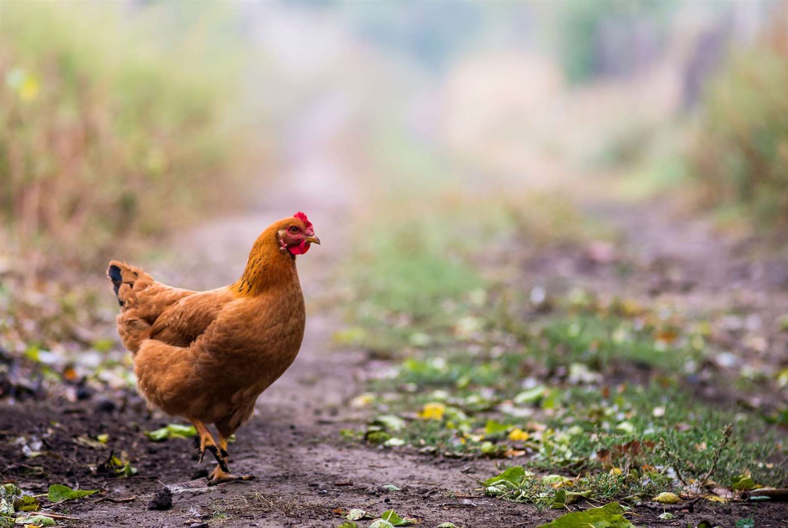 Rising energy costs and issues associated with bird flu led to egg shortages last year as production slowed. Image: iStock.