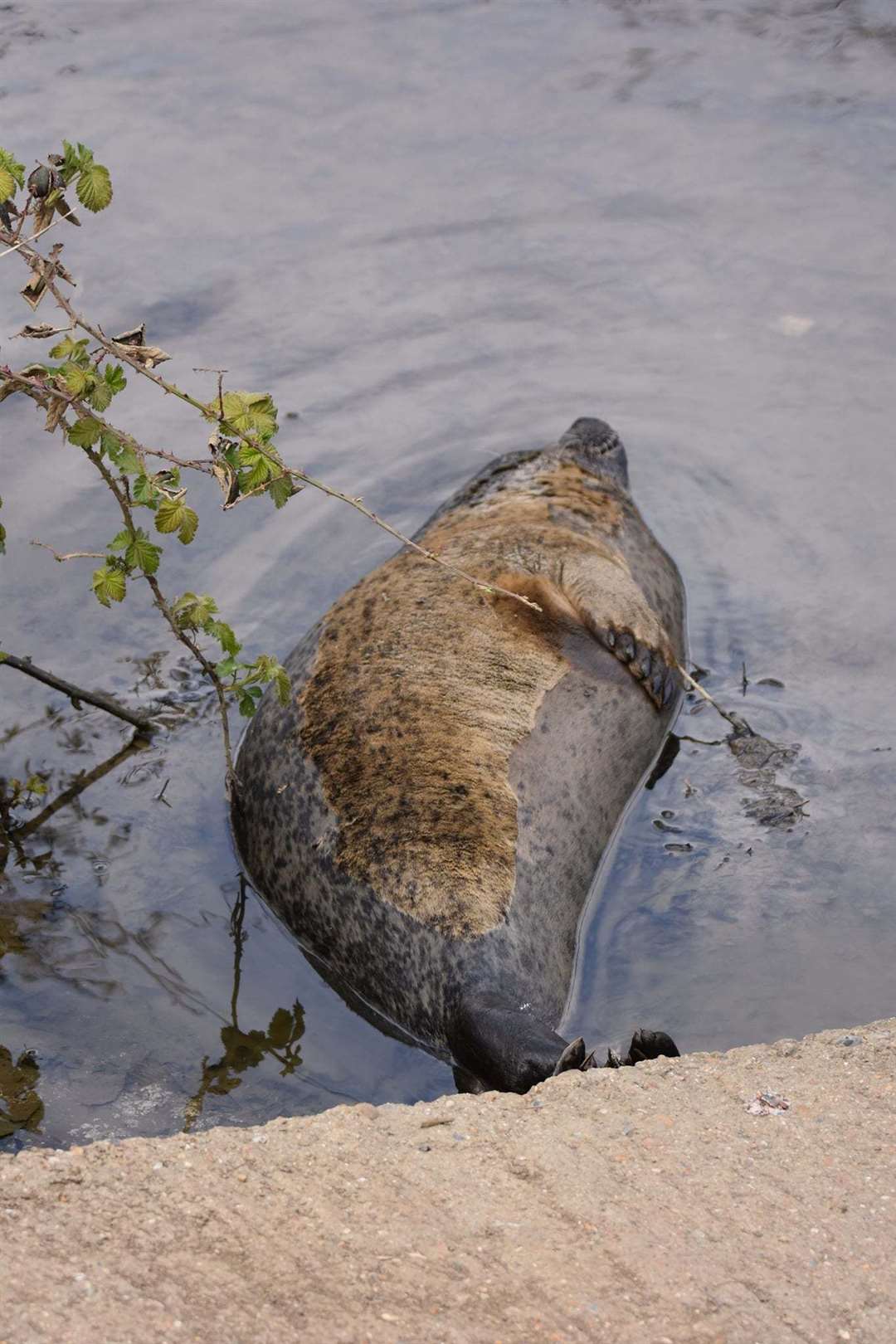 Bradley the Seal in the River Medway.Picture by Robert Greenham (46226535)