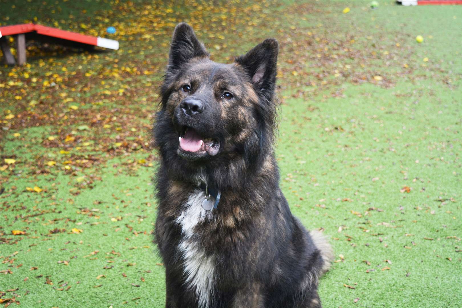 Larry is a four-year-old German Shepherd. Picture: Battersea (20487196)