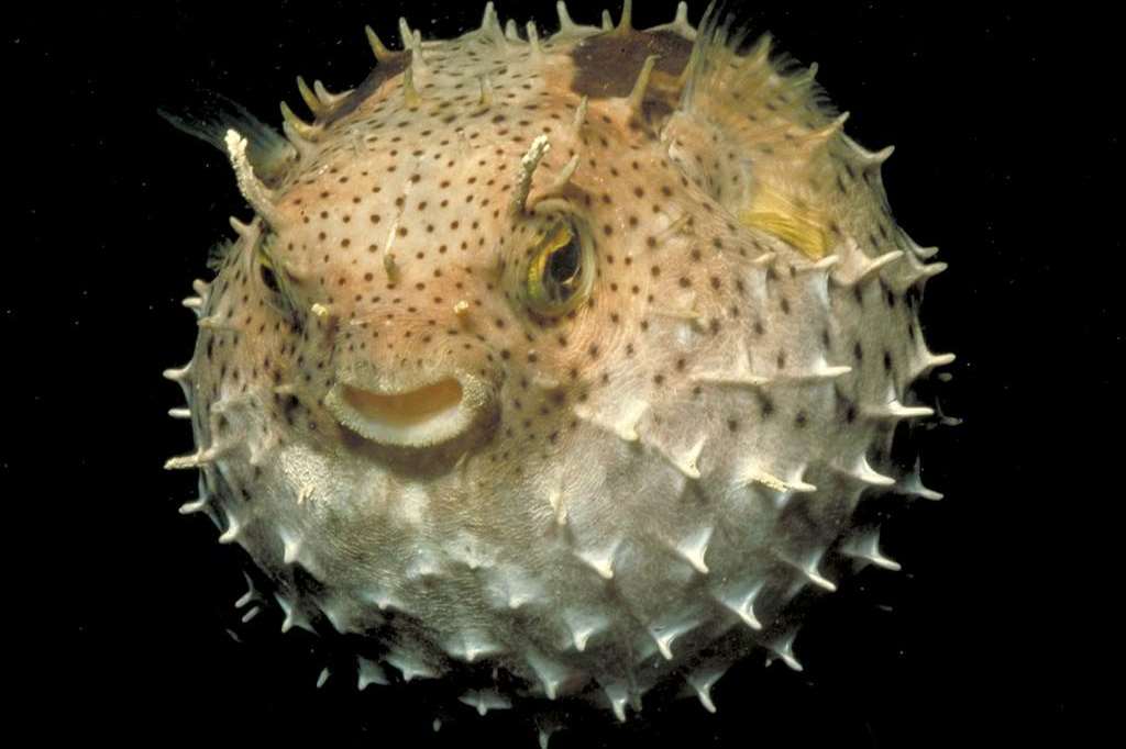 Puffer fish