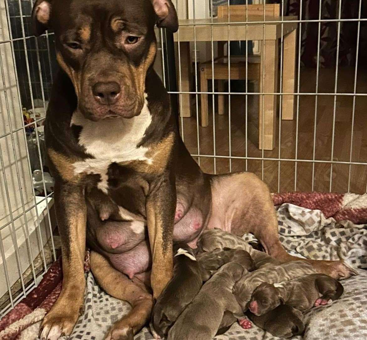 XL bully Brandy gave birth to 10 puppies, with eight surviving