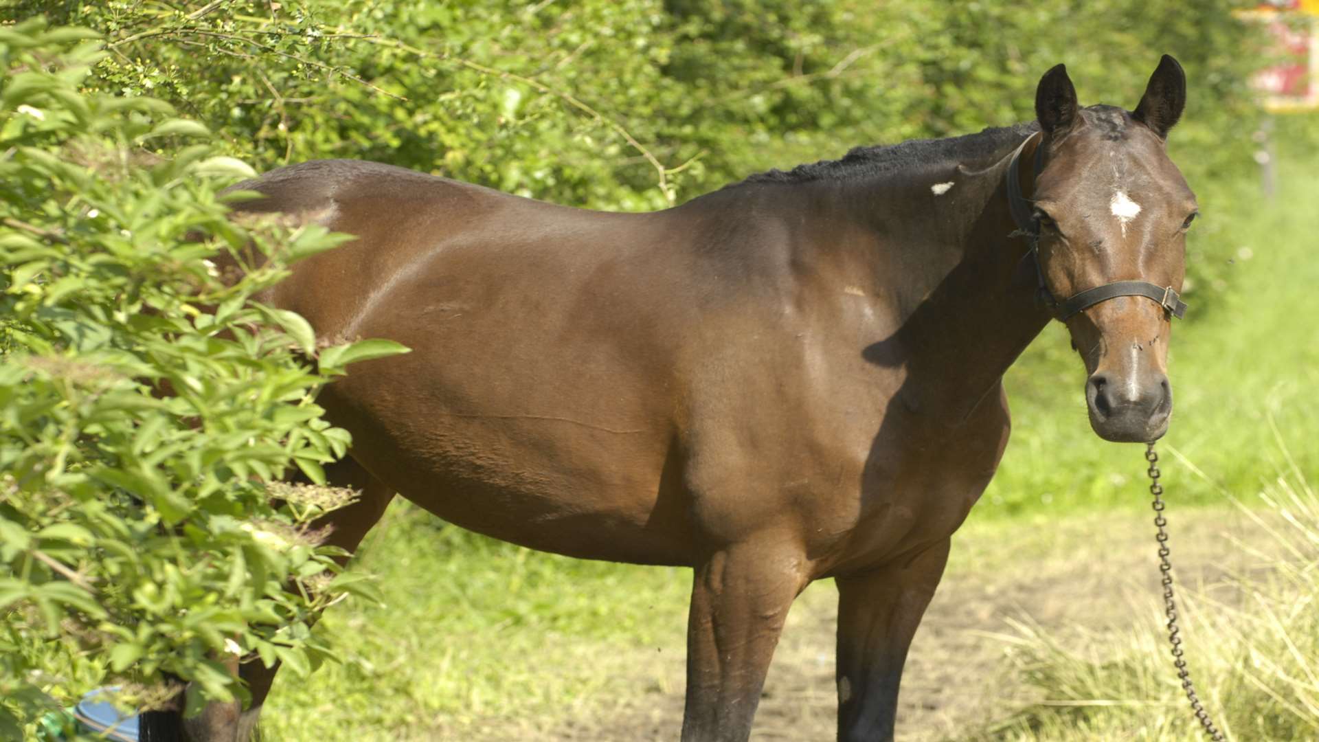 A pony was stuck in the mud. Stock image