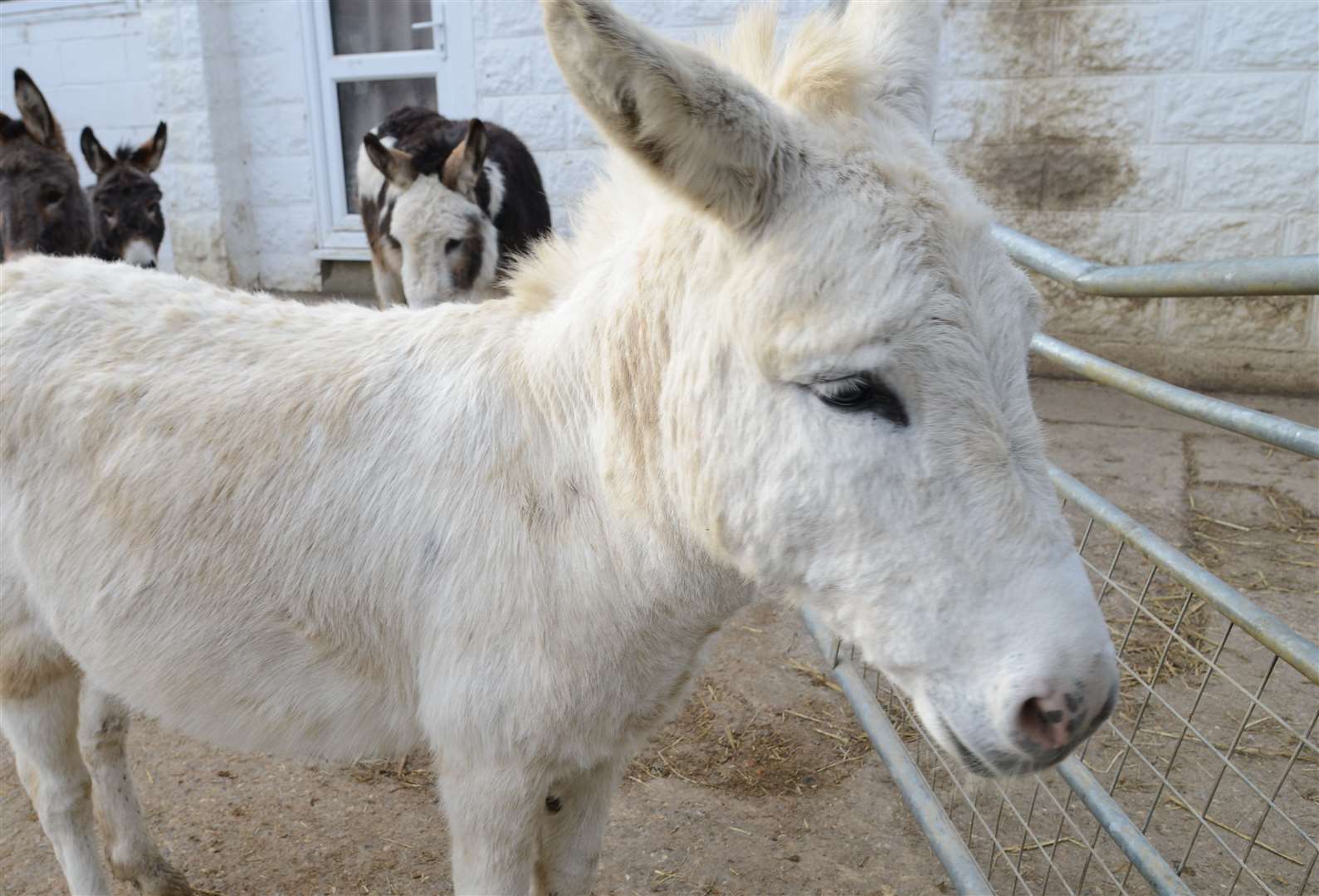 A donkey centre is at the heart of an inquiry into a Kent charity. Picture: Gary Browne