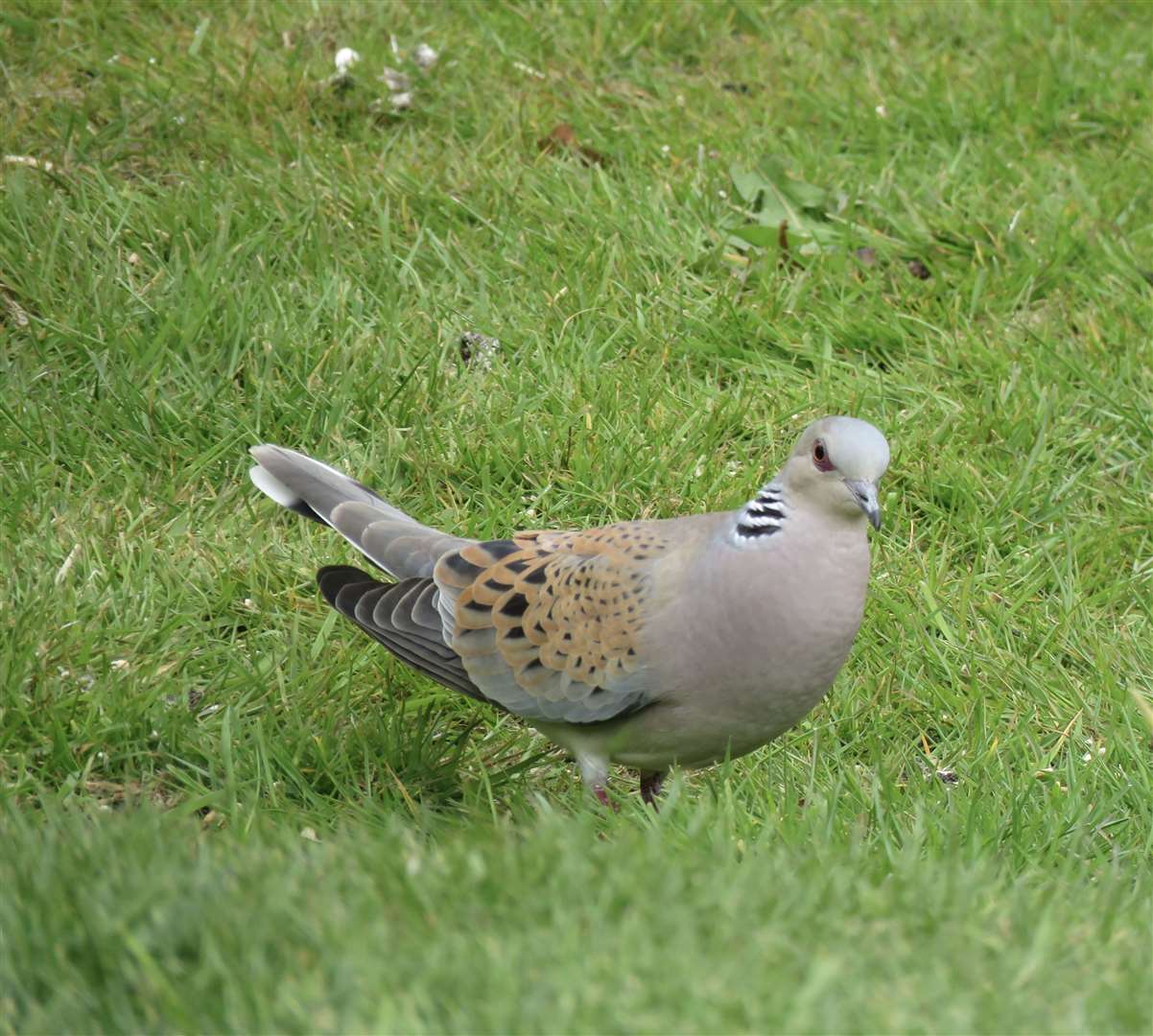 The turtle dove (pictured in Tilmanstone) is daintier than its relative the collared dove but it is harder to identify the sex. Picture John Brewin