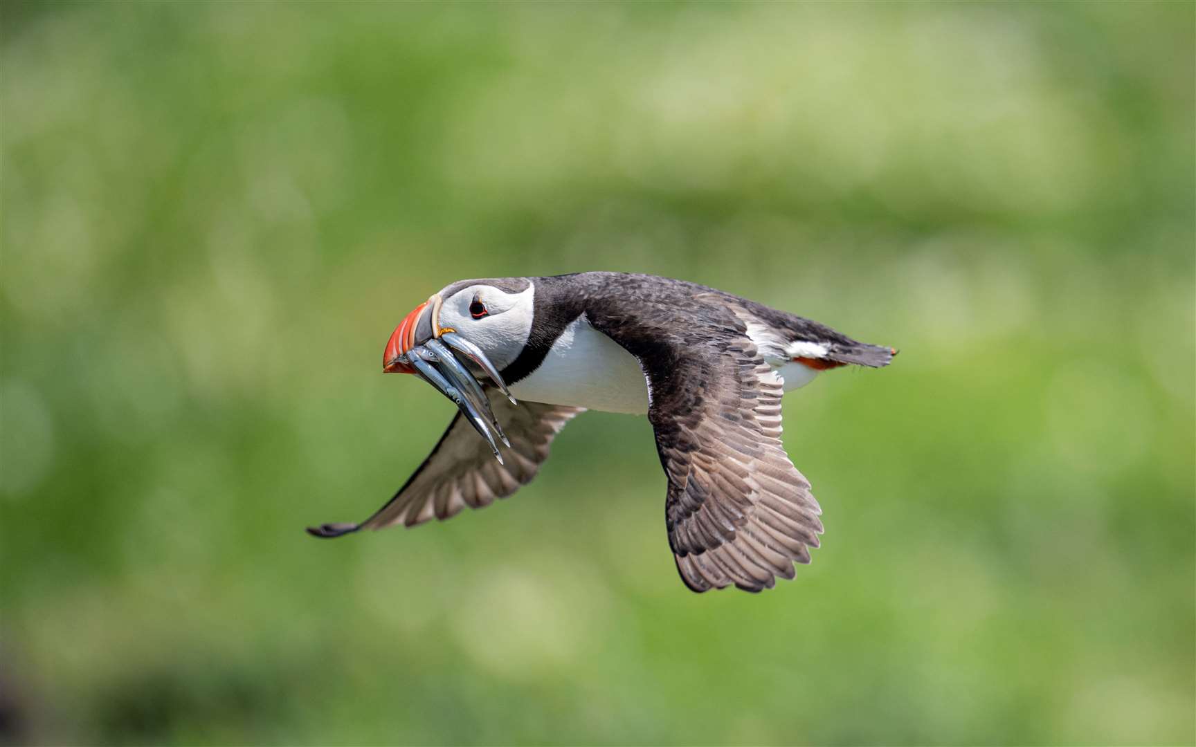 A puffin returning with a beak full of food for its ‘puffling’ on Inner Farne earlier this summer (Rachel Bigsby/National Trust Images/PA)