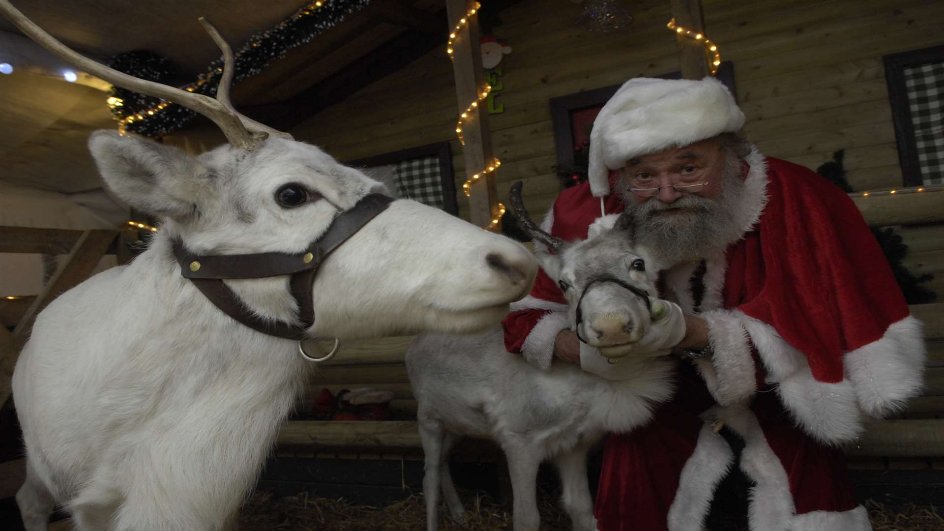 Santa and his helpers get the reindeer ready to greet families on the run-up to Christmas at Capralama Farm, Bethersden