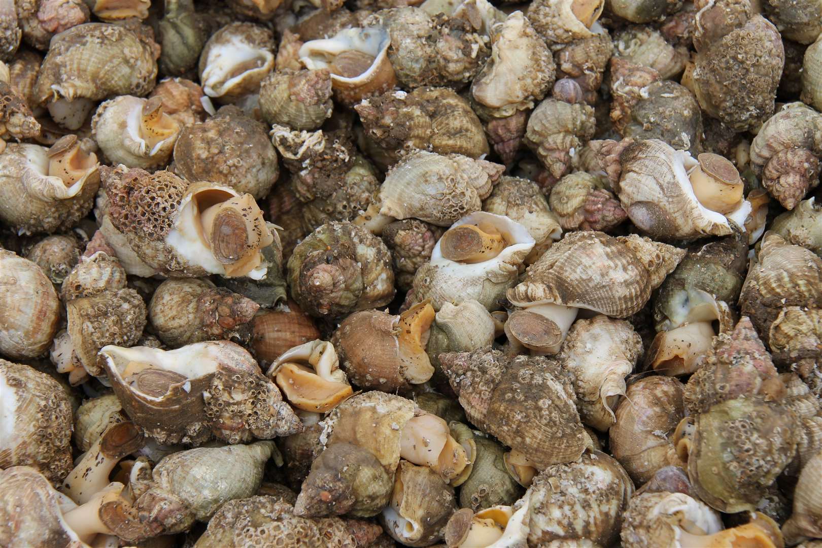 They're not going to win any beauty awards, but whelks pack a punch