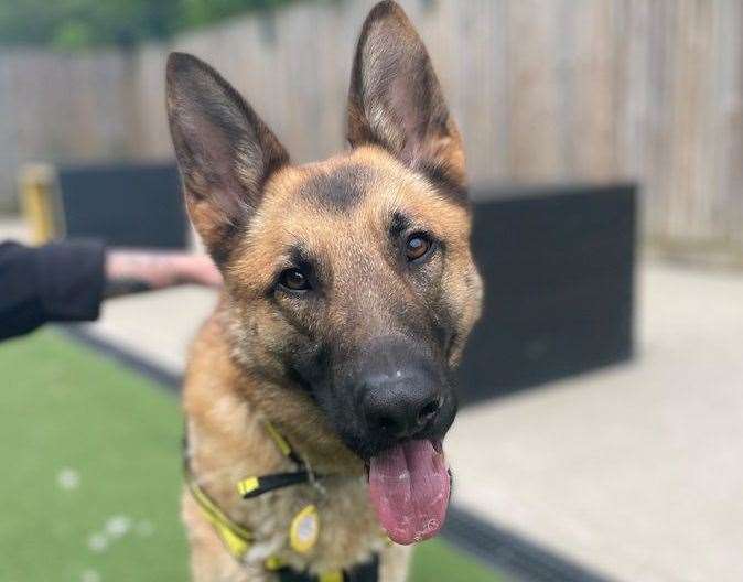 Belgian Shepherd Dog Ashe. Pic: Dogs Trust