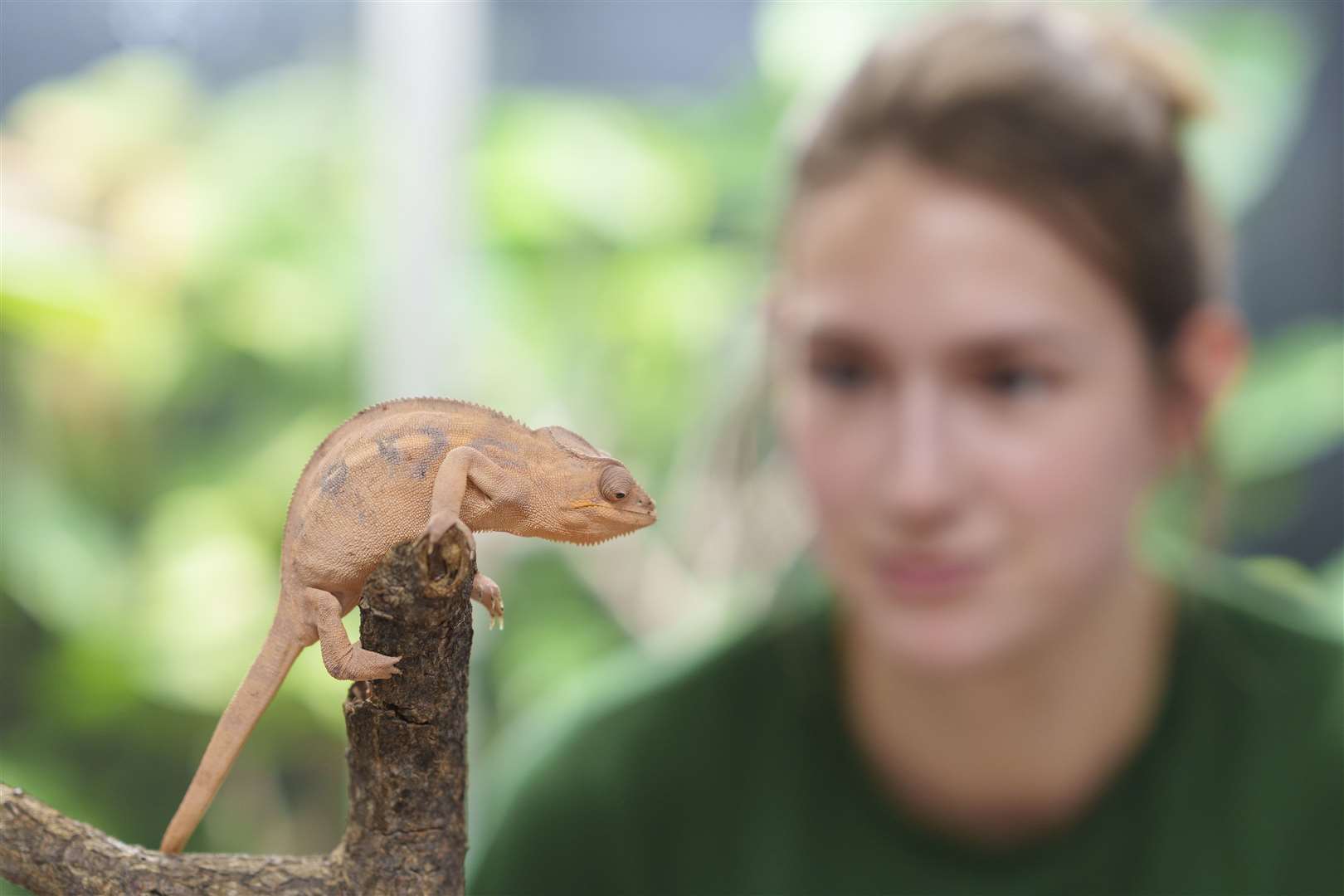 Panther chameleons were among the more than 10,000 animals involved (Whipsnade Zoo/Dominic Lipinski/PA)