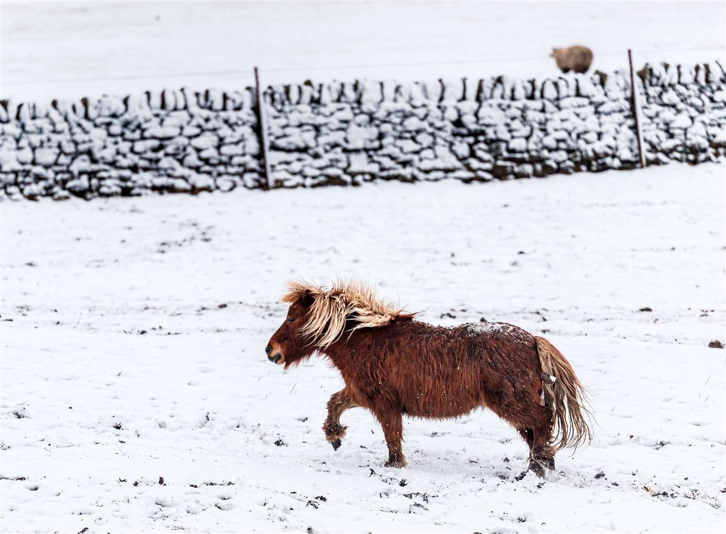 A pony plays in the snow near Millhouse Green (Danny Lawson/PA)