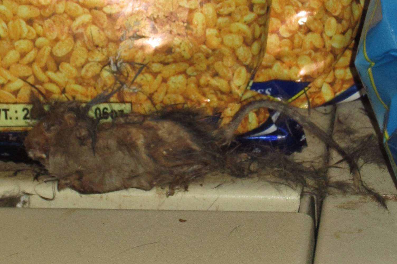 Rotting mouse corpse discovered in beans